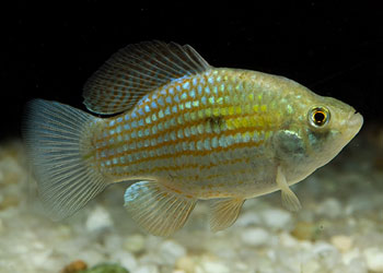 Flag Fish (Jordanella Floridae)