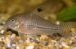 Leopard Catfish (Corydoras Julii)