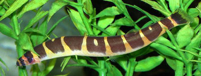 Malayan Loach (Acanthophthalmus Semicinctus)