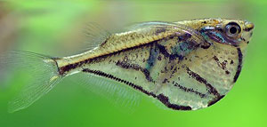 Marbled Hatchet Fish (Carnegiella Strigata)