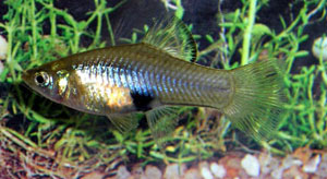 Merry Widow (Phallichthys Amates)