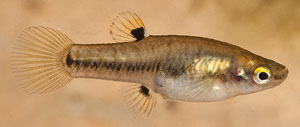 Mosquito Fish (Heterandria Formosa)