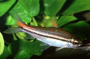 African Tetra (Nannaethiops Unitaeniatus)