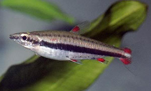 Nannostomus Trifasciatus