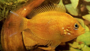 Orange Chromide (Etroplus Maculatus)