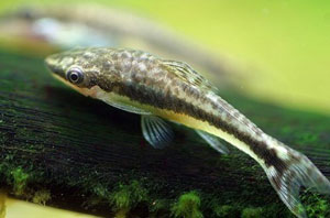 Dwarf Sucking Catfish (Otocinclus Affinis)