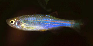 Pearl Danio (Brachydanio Abolineatus)