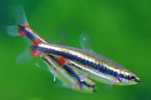 Pencilfish (Paecilobrycon Auratus)
