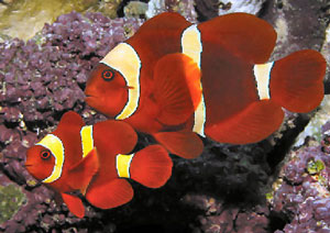 Velvet Coral Fish (Premnas Biaculeatus)