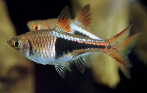 Harlequin (Rasbora Heteromorpha)