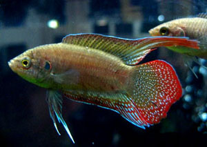 Round-Tailed Paradise Fish (Macropodus Chinensis)