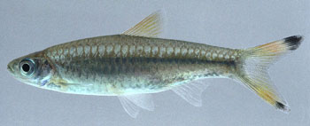 Scissortail Fish (Rasbora Trilineata)