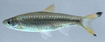 Scissortail Fish (Rasbora Trilineata) - The Fish Guide