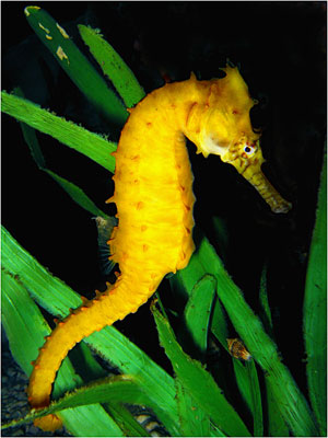Seahorse (Hippocampus Species)