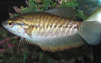 Snakeskin Gourami (Trichogaster Pectoralis)