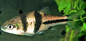 Spanner Barb (Barbus Lateristriga)