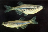 Spotted Danio (Brachydanio Nigrofasciatus)