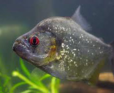 Spotted Piranh (Serrasalmus Rhombeus)