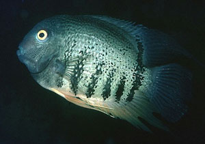 Striped Cichlid (Cichlasoma Severum)