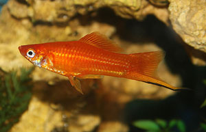 Swordtail (Xiphophorus Hellerii)