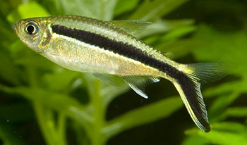 Penguin Fish (Thayeria Obliqua)