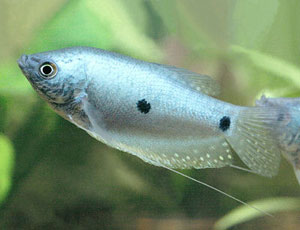 Three Spot Gourami (Trichogaster Trichopterus)