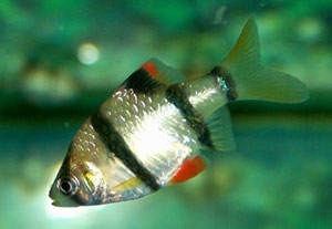 Tiger Barb (Barbus Tetrazona)