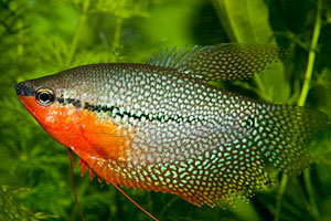 Lace or Pearl Gourami (Trichogaster Leeri)