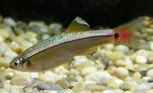 White Cloud Mountain Minnow (Tanichthys Albonubes)