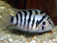 Zebra Cichlid (Cichlasoma Nigrofasciatum)