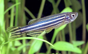 Zebra Danio (Brachydanio Rerio)