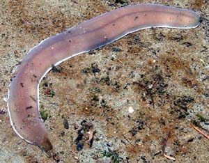 Flat Worm