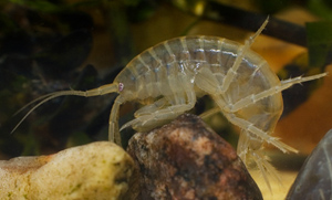 Freshwater Shrimps (Gammarus Pulex)