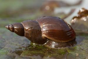 Limnaea (Great Pond Snail)