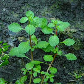 Ludwigia Mulerttii