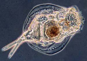 Rotifers