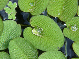 Salvinia Natans