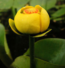 Nuphar (Spatterdock)