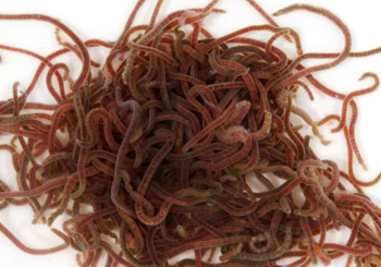 Tubifex Worms - Live Fish Food - The Fish Guide