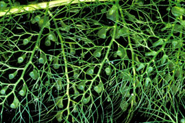 Utricularia (Lesser Bladderwort)