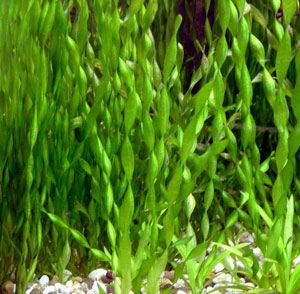 Vallisneria Spiralis (Eel or Tape Grass)