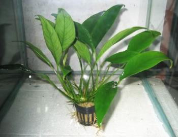 Anubias Lanceolata