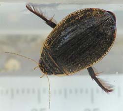 Water Beetles