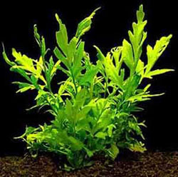 Ceratopteris Pteroides (Water Fern)