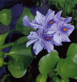Eichhornia Crassipes (Water Hyacinth)
