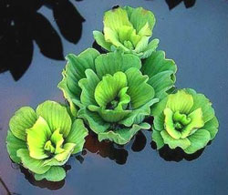 Pistia Stratiotes (Water Lettuce)