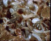 White Worms (Enchytraeids)