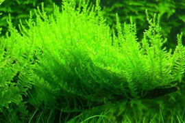 Fontinalis Gracilis (Willowmoss)